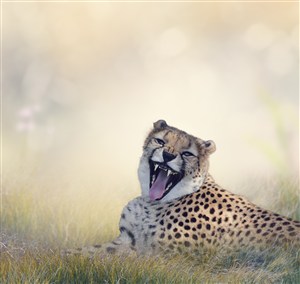 充满野性的野生动物豹子图片