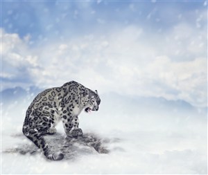 雪天冻僵的野生动物豹子图片