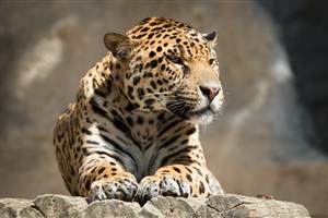 孤独的野生动物豹子图片