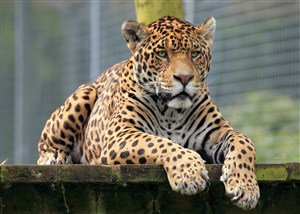 趴着休息中的野生动物豹子图片