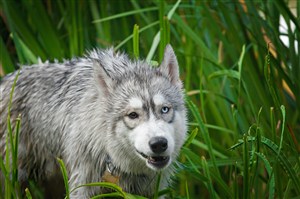 眼睛颜色不一样的野生动物狼图片