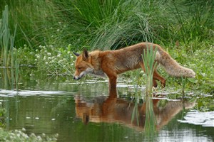 河边的野生动物狐狸图片