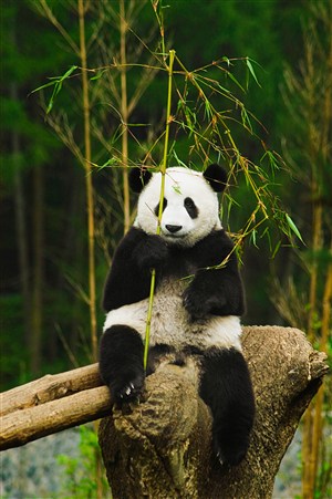 拿着竹子的高清大熊猫图片