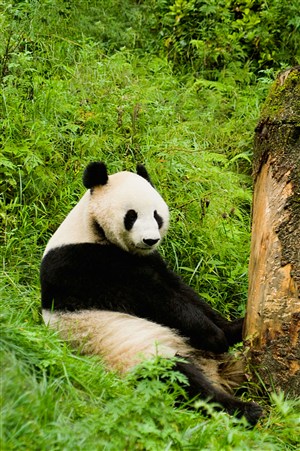 3K高清大熊猫图片