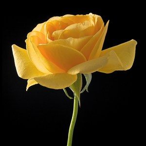 高清黄玫瑰特写鲜花图片