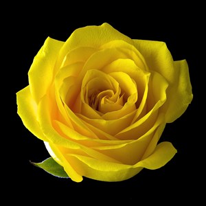 超高清黄色玫瑰鲜花图片