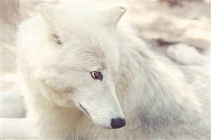 忧愁的白狼图片