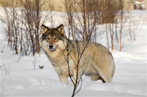 勇猛顽强的野生动物狼图片