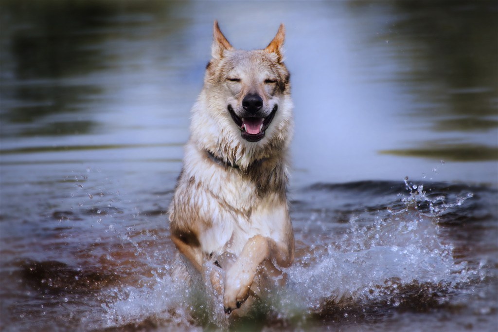 水里奔跑的野生動物狼圖片