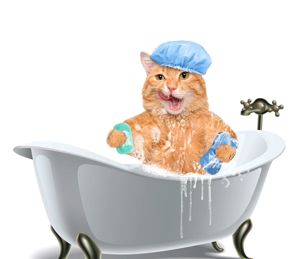 在浴盆洗澡的可爱猫咪图片