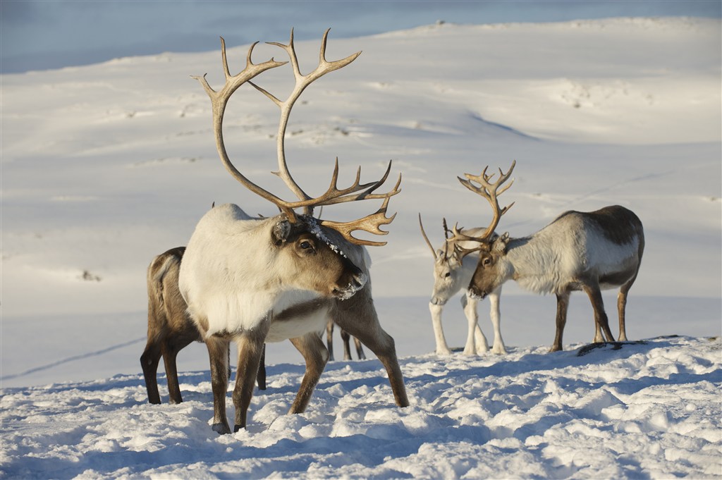 唯美野生动物雪地上的麋鹿图片