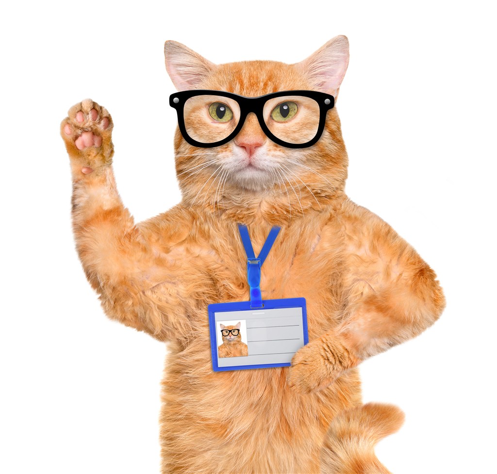 戴眼镜的加菲猫咪图片