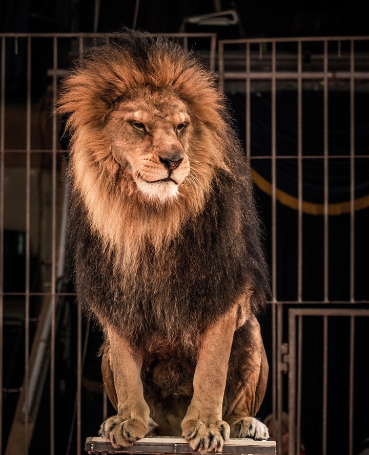 籠子里的獅子圖片野生動物