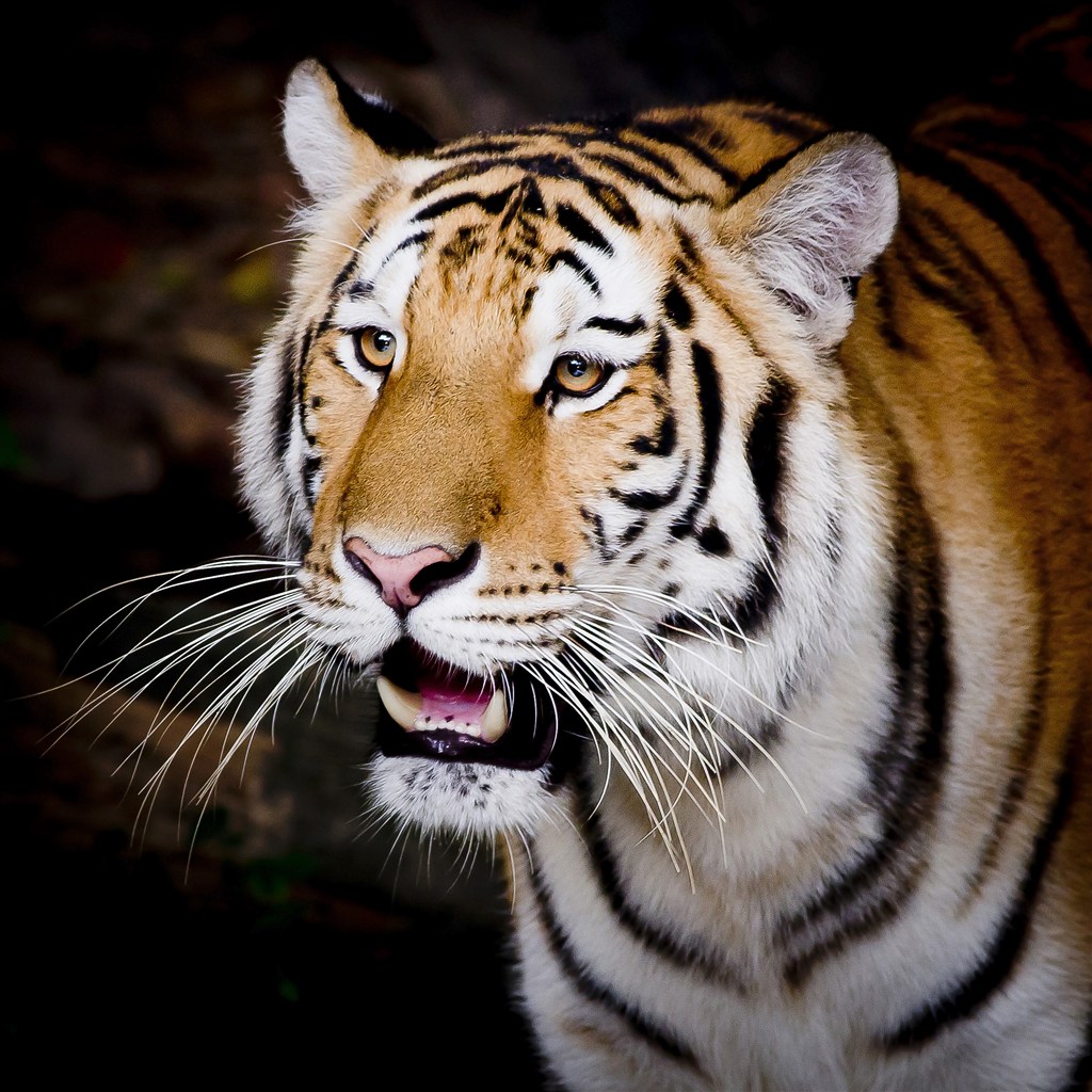 张口的老虎图片唯美野生动物