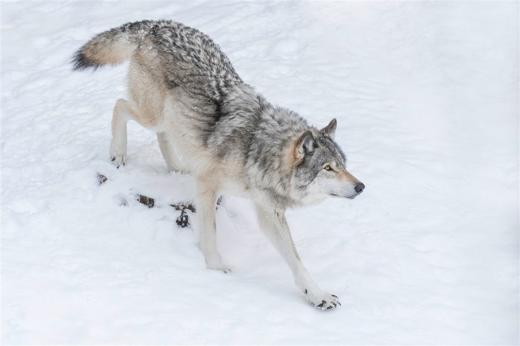 野心勃勃的狼图片唯美野生动物