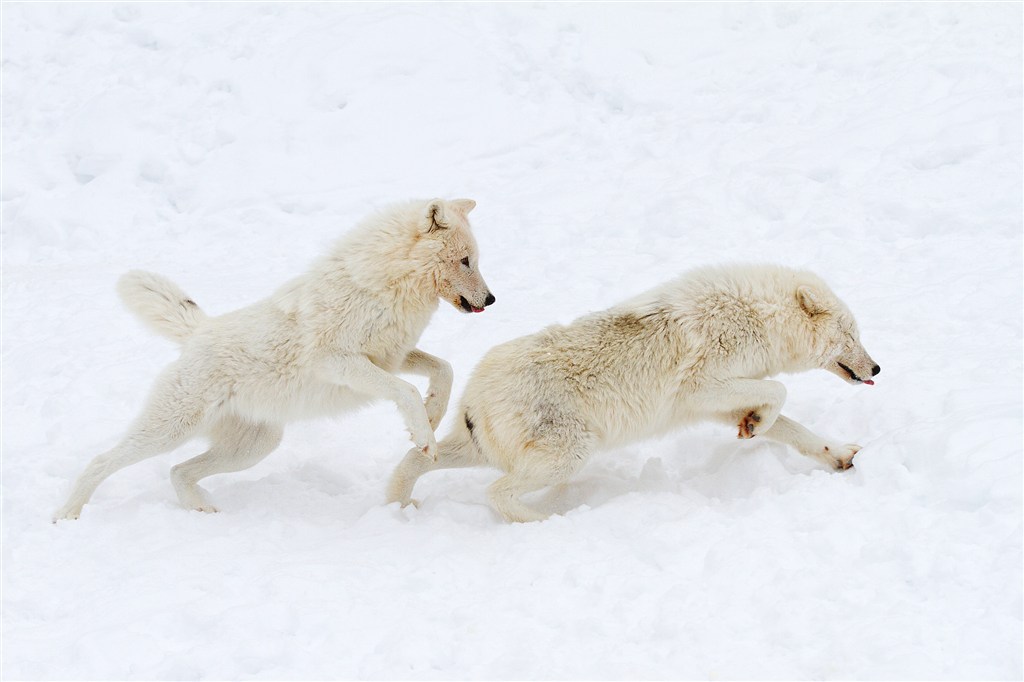 雪地上打闹的野生动物狼图片