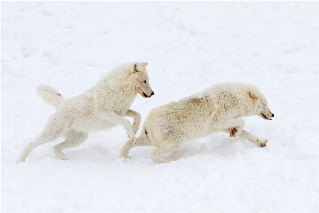 雪地上打鬧的野生動物狼圖片