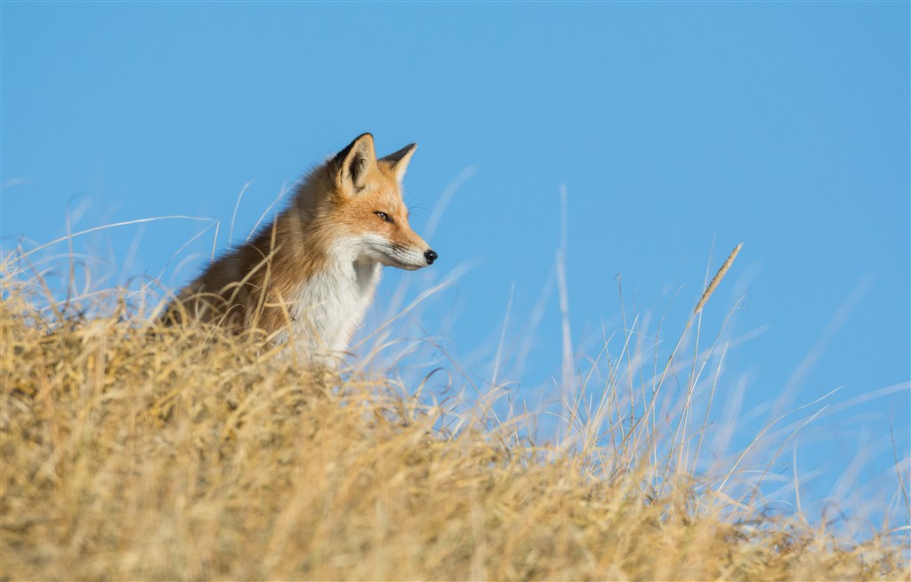 山坡上的野生動物狐貍圖片