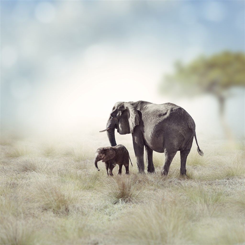 大象妈妈与小象图片