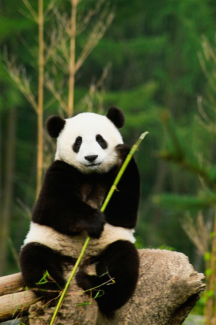 抱着竹子思考的大熊猫图片