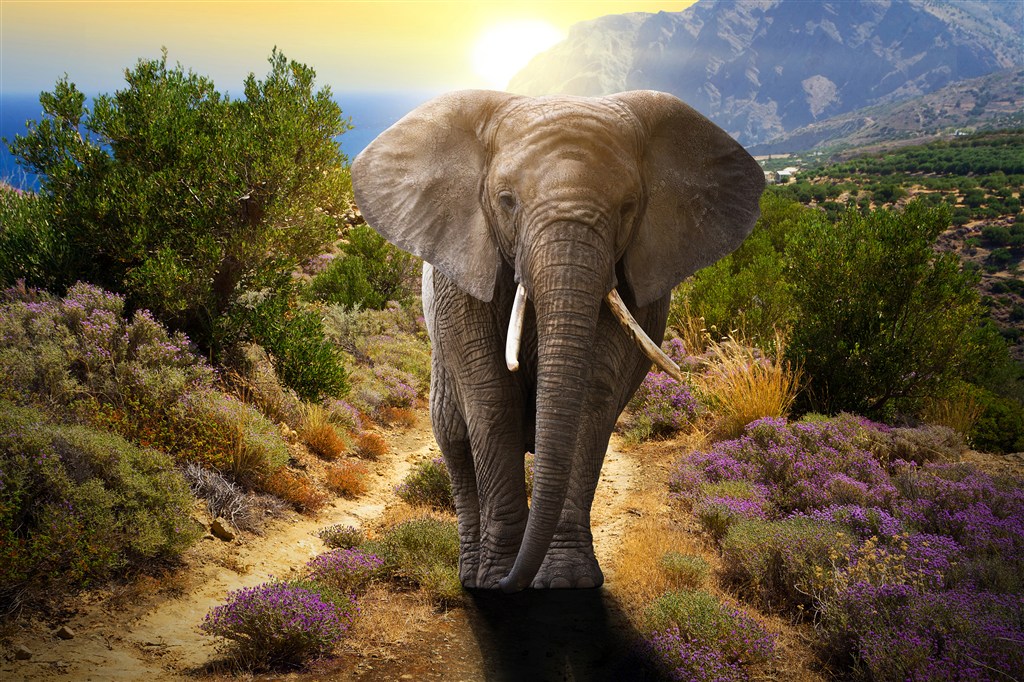 唯美野生动物大象图片