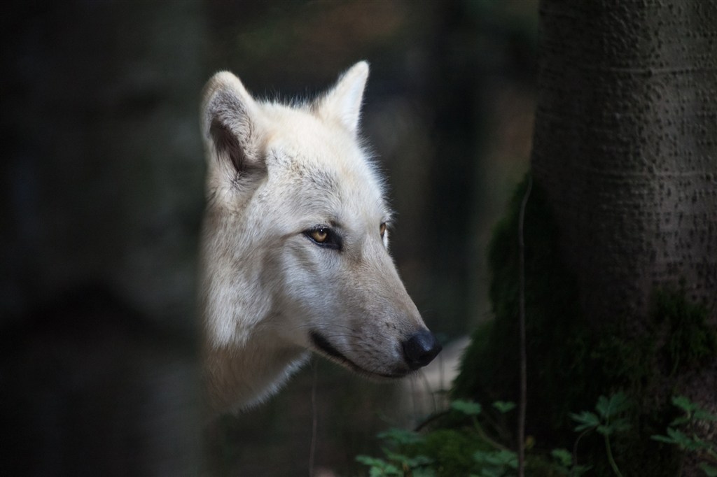 大树下野生动物白狼图片