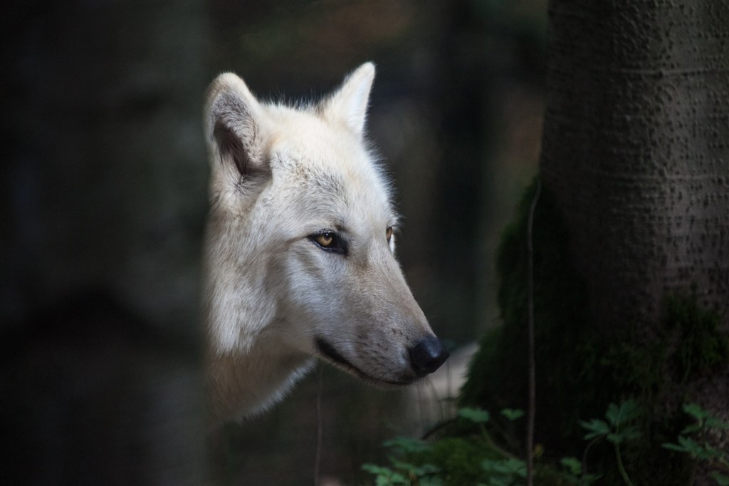 大樹下野生動物白狼圖片