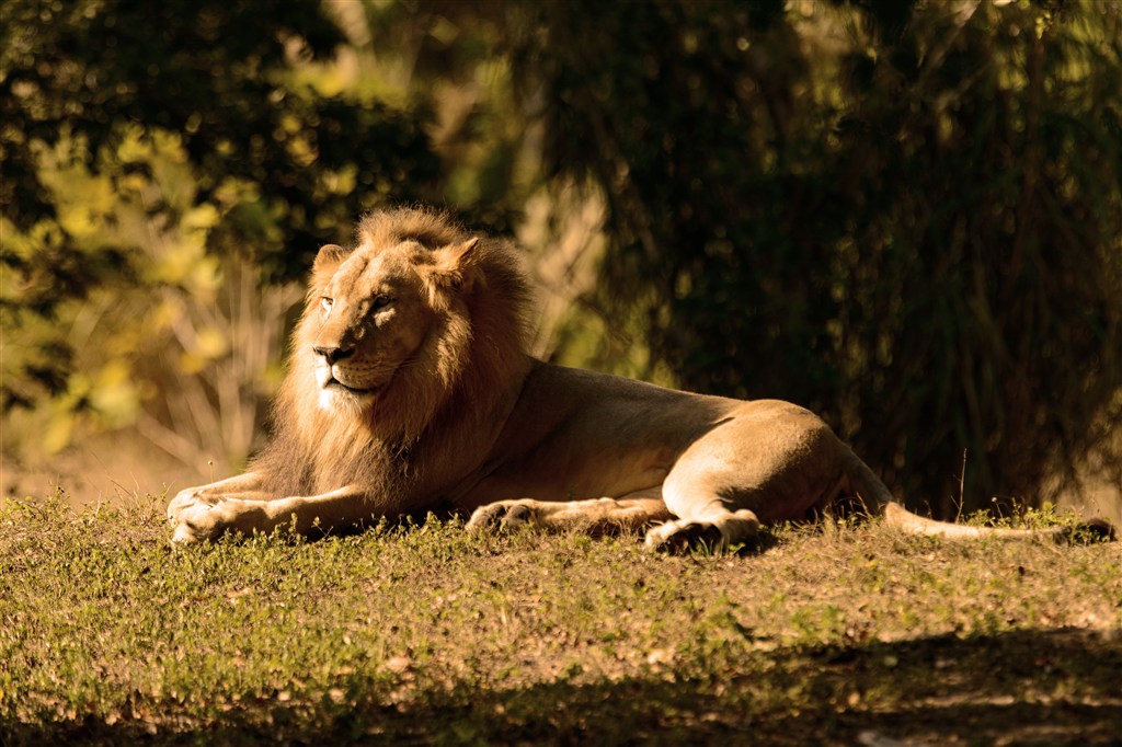 威仪睿智的狮子图片唯美野生动物