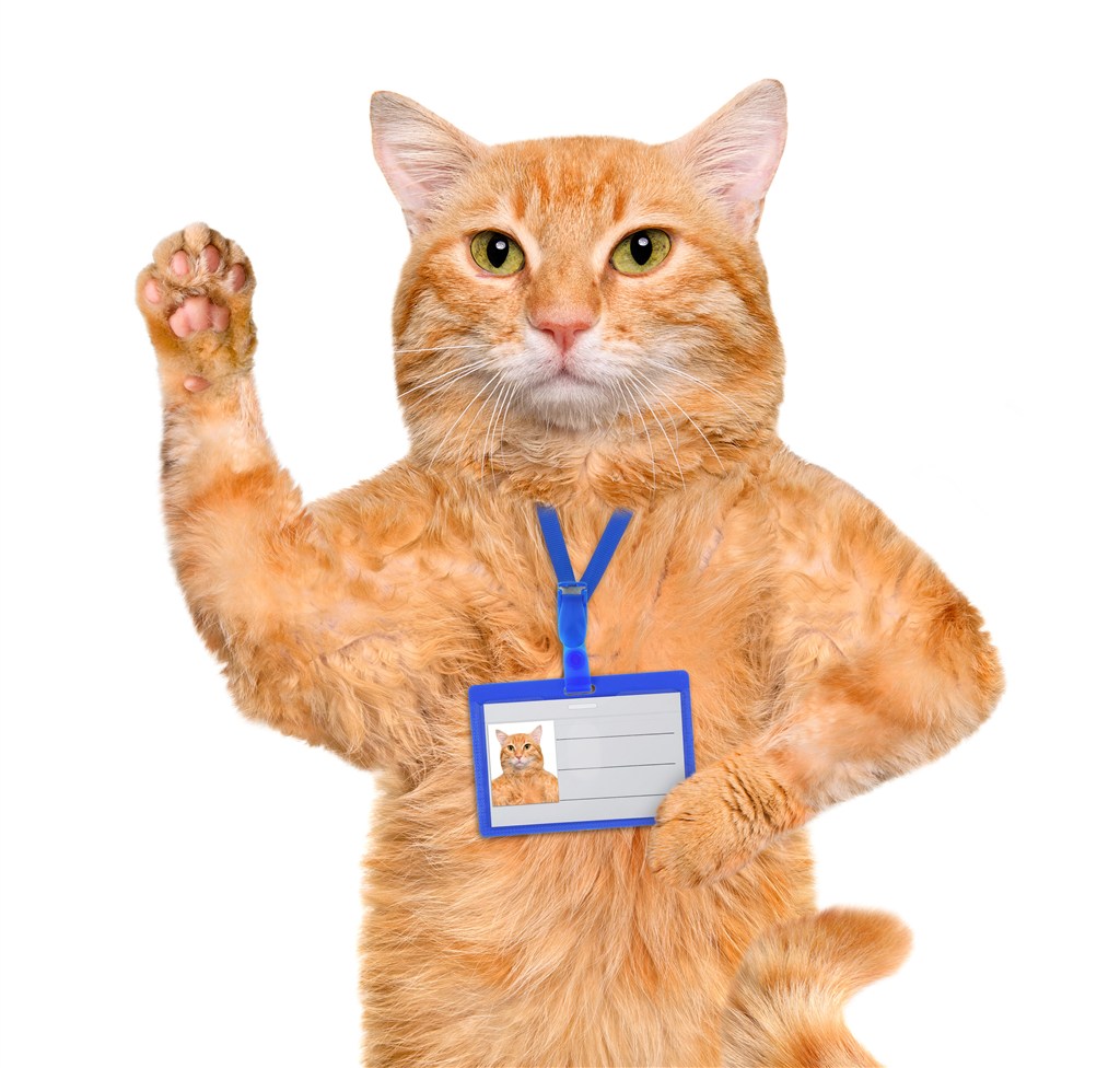 举手的加菲猫咪图片