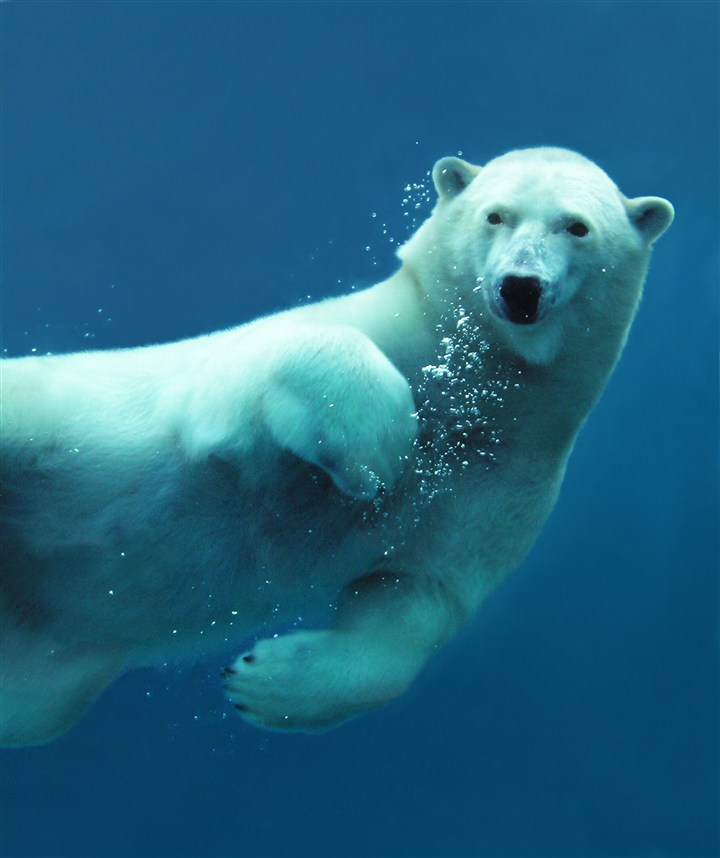 水中的野生动物北极熊图片