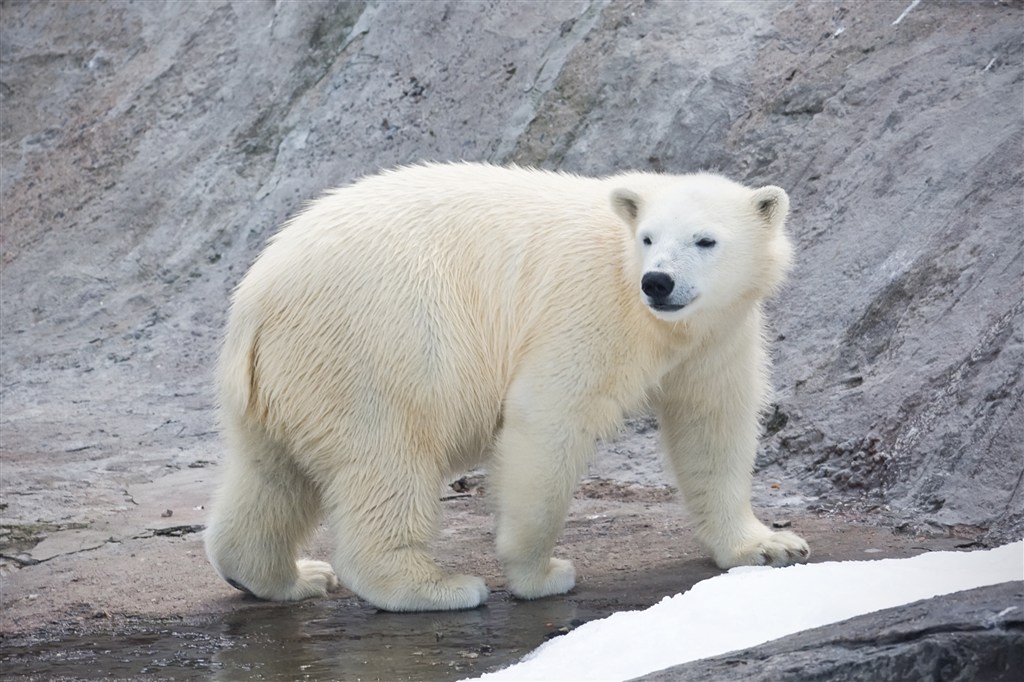 3K高清北极熊图片