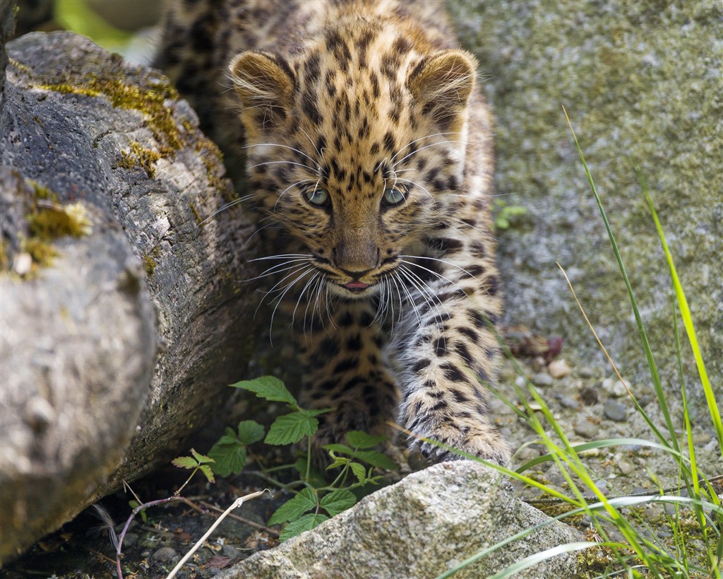 准备攻击状态的野生动物豹子图片