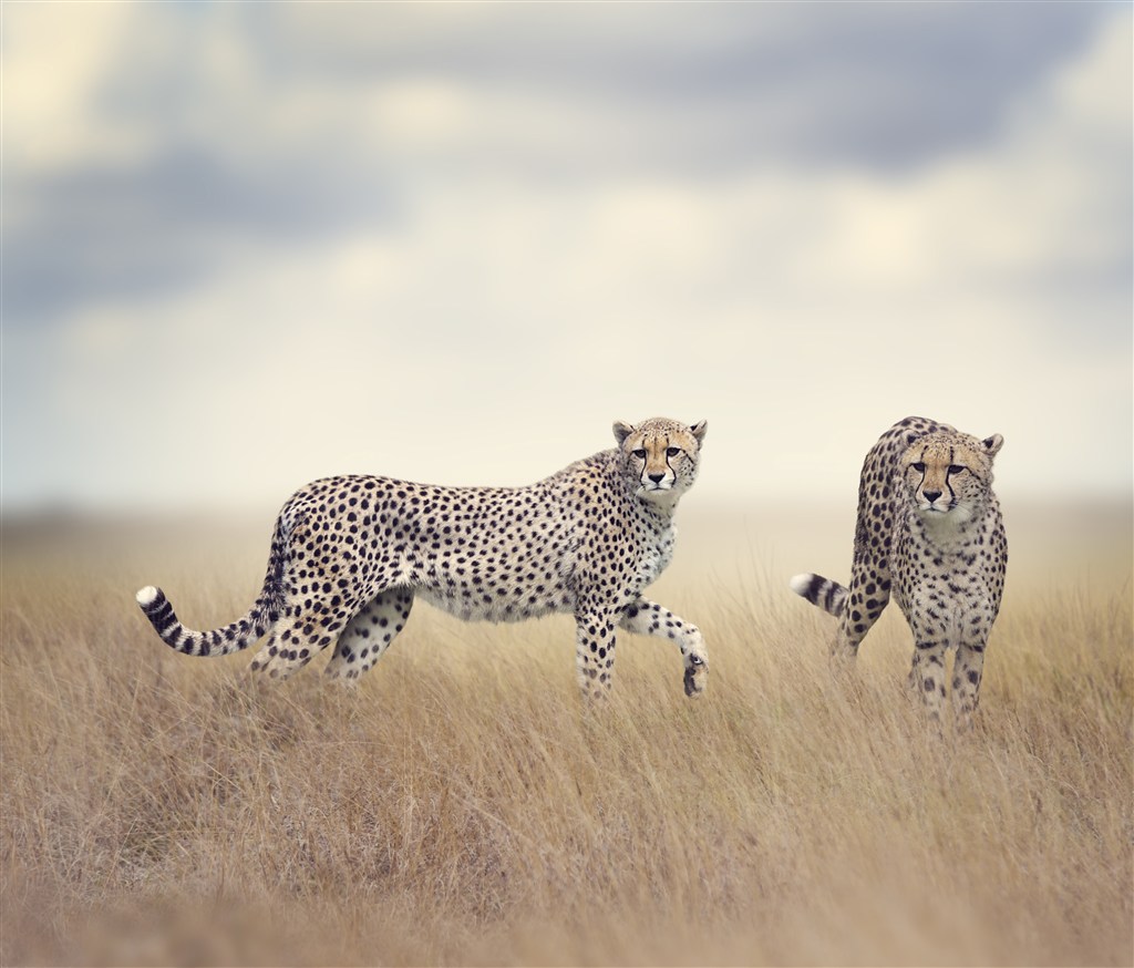 两头寻找猎物的野生动物豹子图片