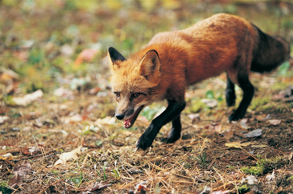 5K野生動物狐貍圖片