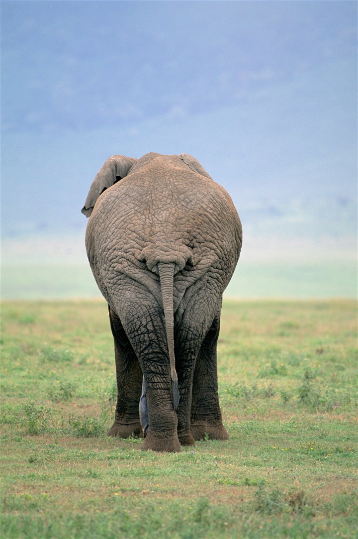 大象尾巴的作用图片