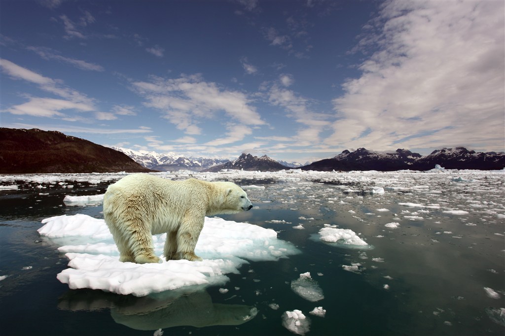 漂泊在冰块上的野生动物北极熊图片