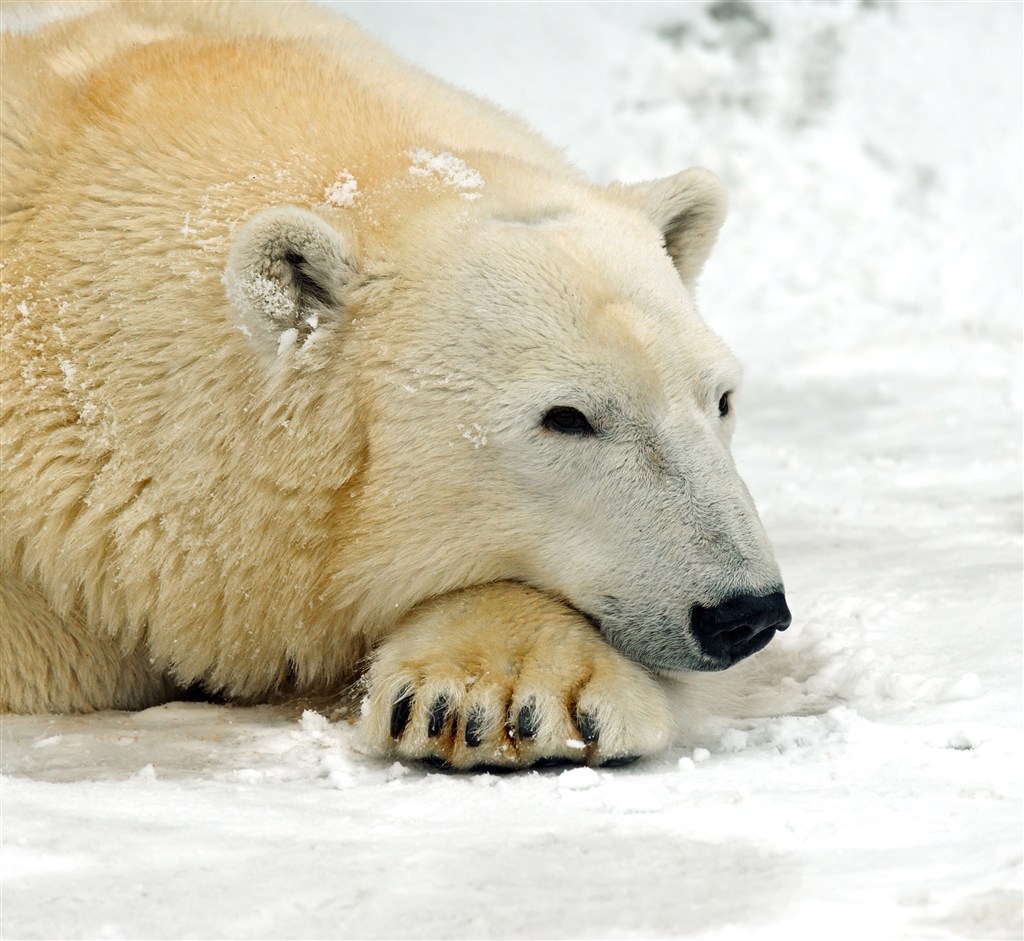趴在雪地上的野生动物北极熊图片