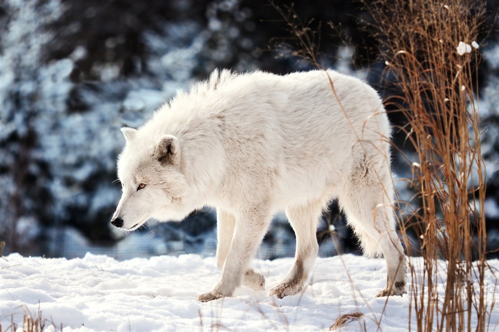 孤独的狼图片唯美野生动物