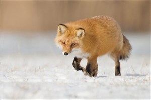 狐狸桌面壁纸唯美野生动物图片