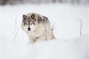 北方的狼唯美野生动物图片