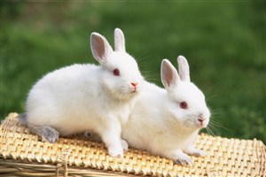 两只白色的兔子图片