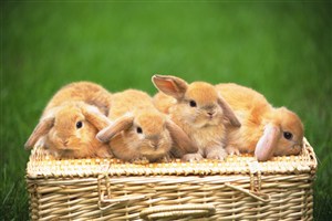 四只趴在木篮子上的垂耳兔图片