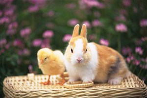 小鸡与兔子图片