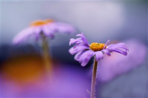 唯美紫色雏菊高清鲜花图片