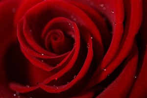 唯美高清红玫瑰鲜花图片