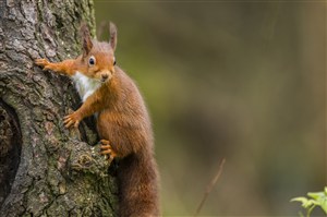 爬树的松鼠图片唯美野生动物