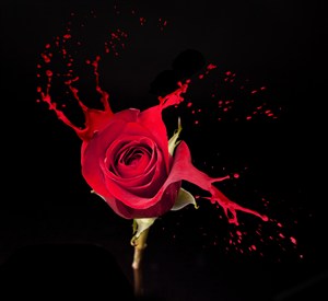 泼墨玫瑰花鲜花图片