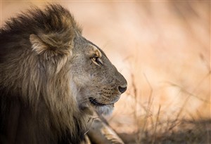 高清狮子头部特写唯美野生动物图片