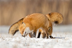 雪地里的狐狸唯美野生动物图片
