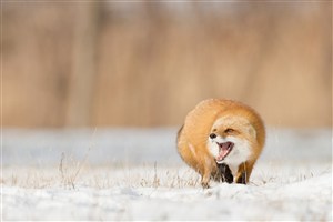 嘶吼的狐狸唯美野生动物图片
